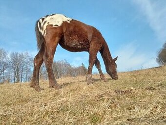 Roční appaloosa klisna