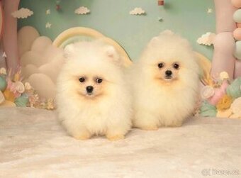 Pomeranian