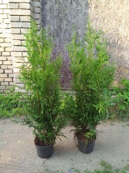 Thuja brabant - 1