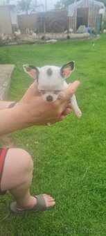 Mini civava