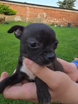Mini civava