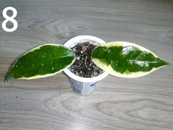 Hoya Krimson Queen