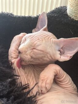 Kanadský sphynx IHNED k Odběru