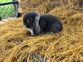 Mini lop mláďata k rezervaci - 1