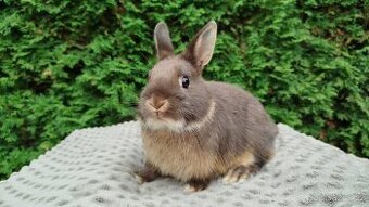 Zakrslý králík, králíček - ŇUFÍK