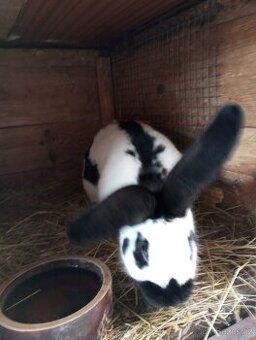 Samci Německých obrovitých strakačů NOS Ája kříženci obrů