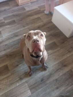 Bandog - 1