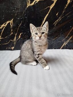 Koťáta, darujeme do dobrých rukou