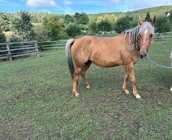 Quarter horse klisna na prodej