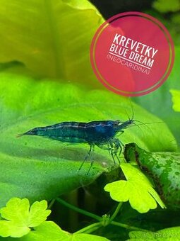 Krevetky Blue dream (Neocaridina davidi)NOVINKA-zasíláme
