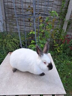 Kalifornský králík - samice