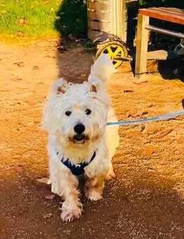 Nabízím ke krytí – West Highland White teriér (bez PP)