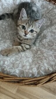 Britské whiskas kočičky s PP