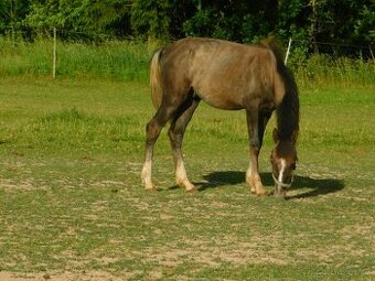 roční pony