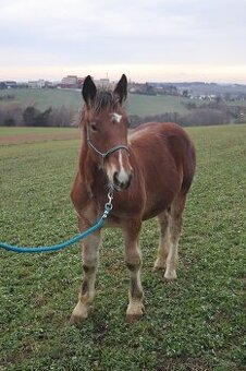 Prodám prvomájového hřebečka ČMB 2025