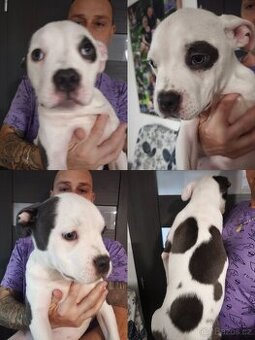 American Bully XL originální původní krev  rodokmen ABKC USA