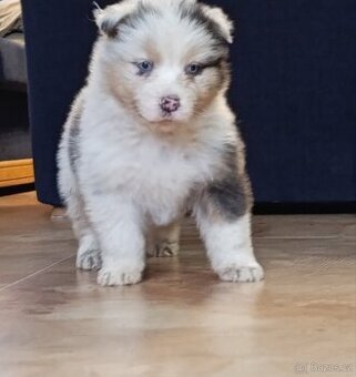 Australský ovčák bez PP