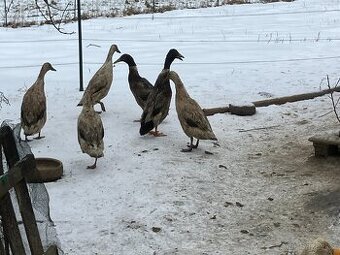 Indický běžec stříbrný