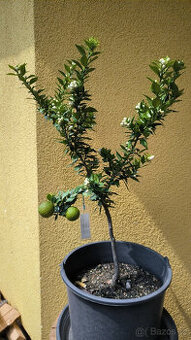 Prodám Citrus Myrtifolia CHINOTTO (č.97)