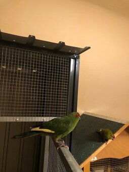 Kakariki Rudočelý, Rýžovník Šedý