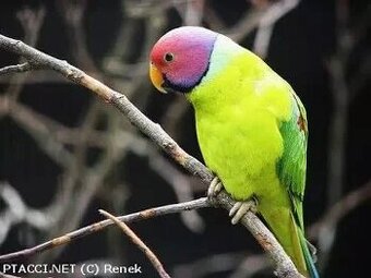 Koupím Alexandra rudohlavého