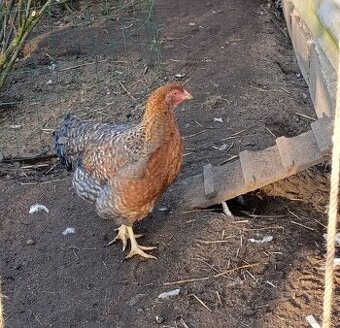 Bielefeldka rodobarvá