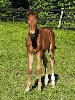 2-lety hřebeček Zangersheide