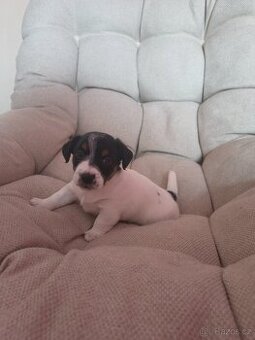 Jack Russel teriér -pouze do milujících domovů