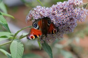 Motyli ker Budleja davidii