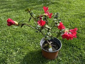 Prodám - Rhododendron