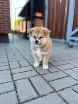 Štěně Akita Inu s průkazem původu (PP)