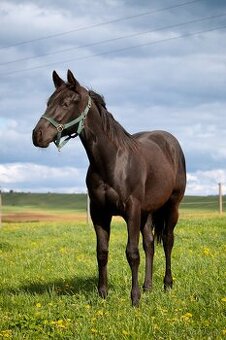 Prodám valacha  Paint horse,
