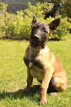 Belgický ovčák malinois