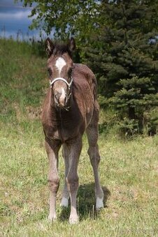 Prodám Appaloosa - 1