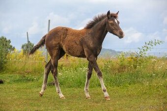 Prodám Appaloosa