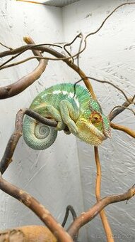 Chameleon Pardálí (Furcifer Pardalis) Nosy Be F2