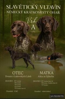Rezervace na štěňátka NKO