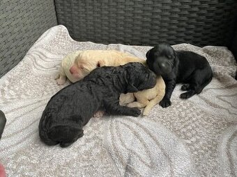 Labrador retrívr - štěňátka černé barvy bez PP
