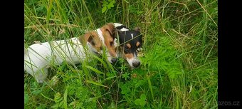 štěňata Jack Russell teriér- jrt