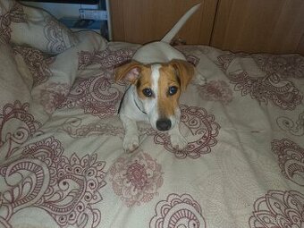 štěně Jack Russell teriér- jrt