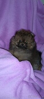 Pomeranian