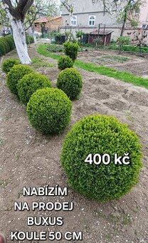 Buxus - 1