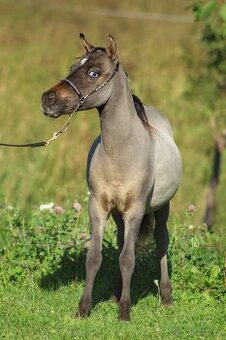 Letošní hřebeček minihorse - MOCCACCINO