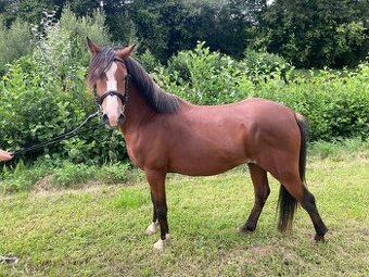 Pony valasek 3,5 roku