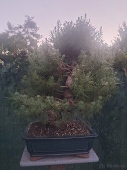 Bonsaj bonsai Borovice - 1