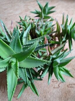 Léčivka Aloe Vera