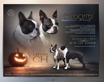 Bostonský teriér s PP