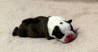 Bostonský teriér s PP