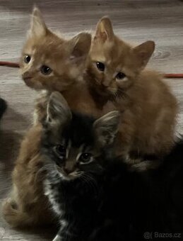 Koťata Mainská mývalí