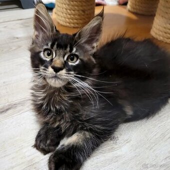 Mainská mývalí  koťata s pp